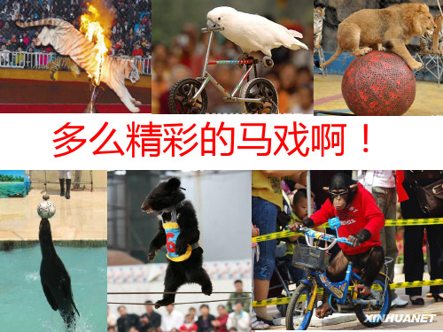 二年级语文下《选读课文5 精彩的马戏》182PPT课件 一等奖名师公开课比赛优质课评比试讲