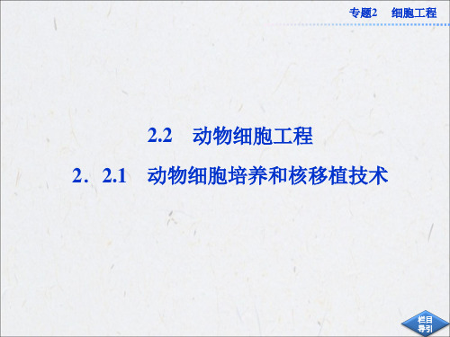 2体细胞核移植的过程