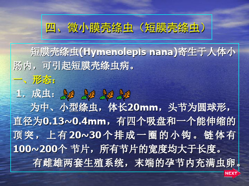 3、短膜壳绦虫