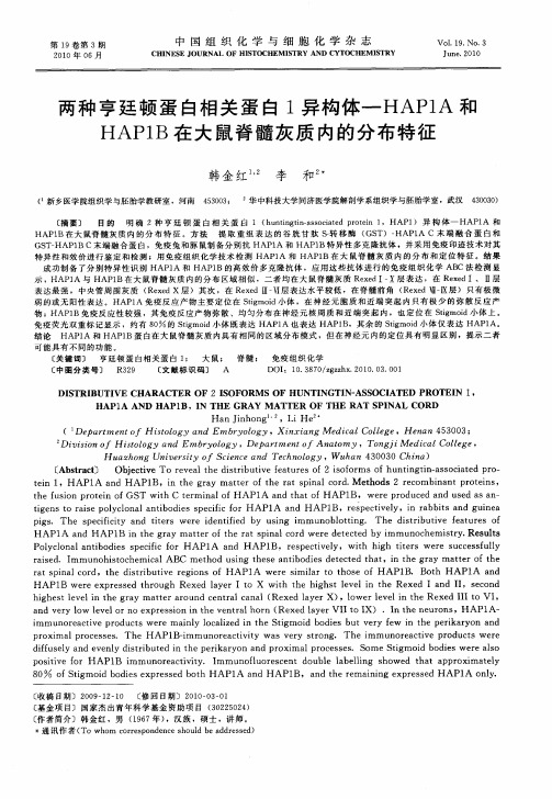 两种亨廷顿蛋白相关蛋白1异构体—HAP1A和HAP1B在大鼠脊髓灰质内的分布特征