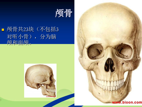 解剖颅骨部分