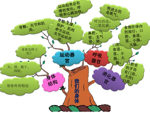 四年级上册科学第四单元知识树