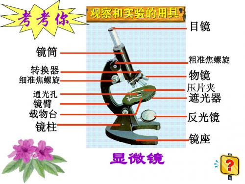 显微镜的使用