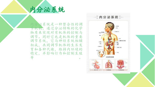 内分泌系统