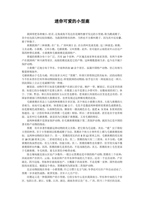 迷你可爱的小型鹿