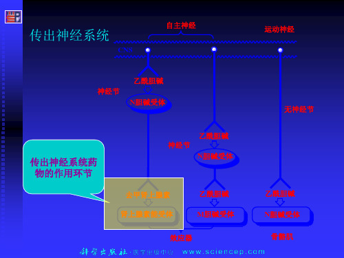 拟肾上腺素药和抗肾上腺素药【精选】