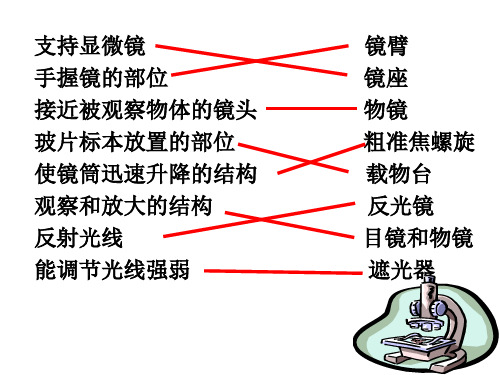 苏教版七年级上册生物课件(20张)：2.1索生命的器具第二课时
