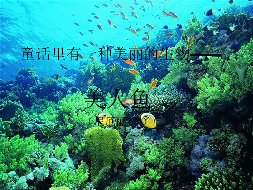 美人鱼_ppt