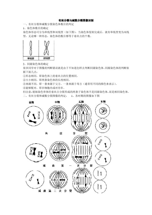 有丝分裂与减数分裂图像识别