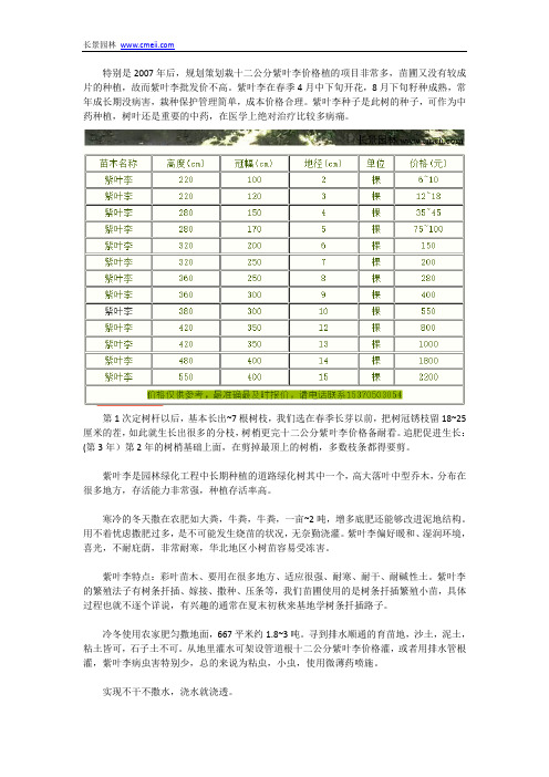十二公分紫叶李价格