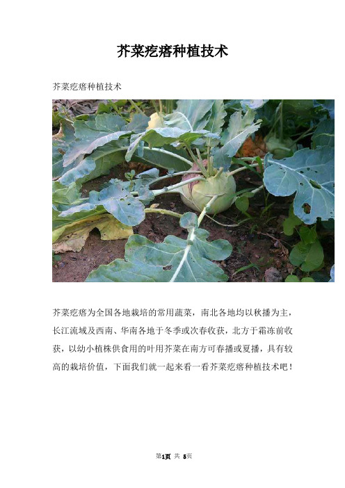 芥菜疙瘩种植技术