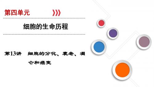 2019年高考生物一轮复习课件：第13讲细胞的分化、衰老、凋亡和癌变