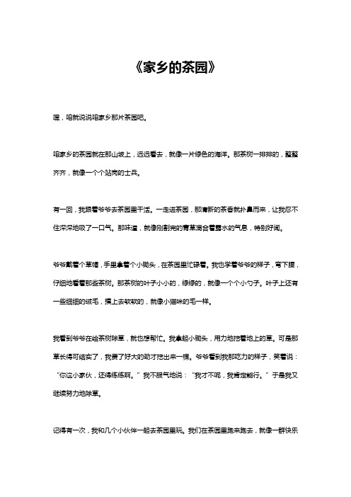 家乡的茶园