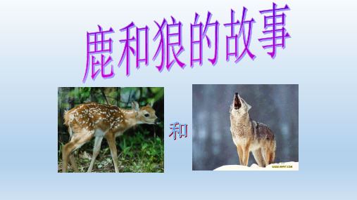 六年级语文上册第四组14鹿和狼的故事课件 人教版
