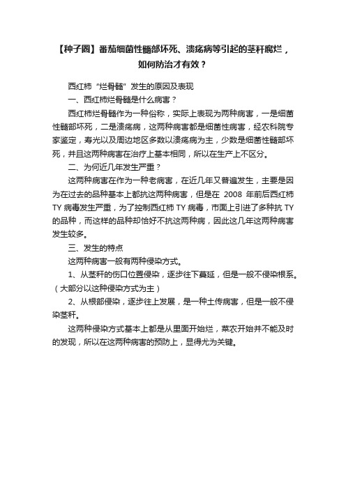 【种子圈】番茄细菌性髓部坏死、溃疡病等引起的茎秆腐烂，如何防治才有效？