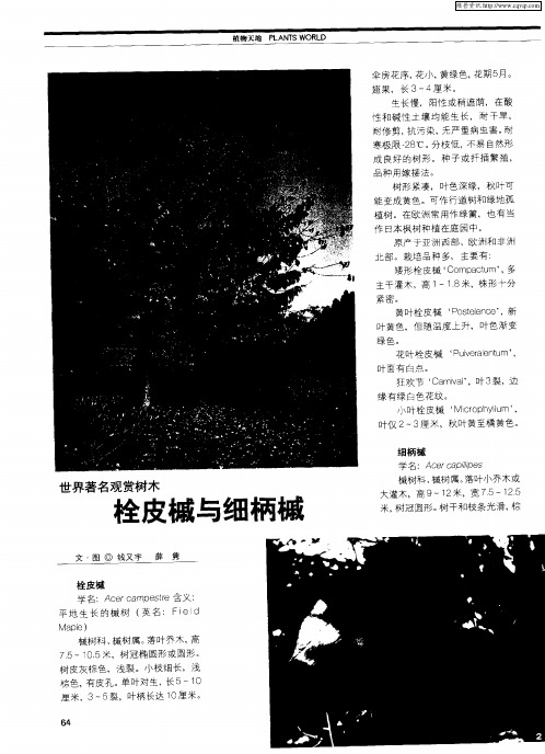 世界著名观赏树木——栓皮槭与细柄槭