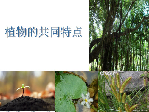 教科版 科学 三年级上册 植物的共同特点