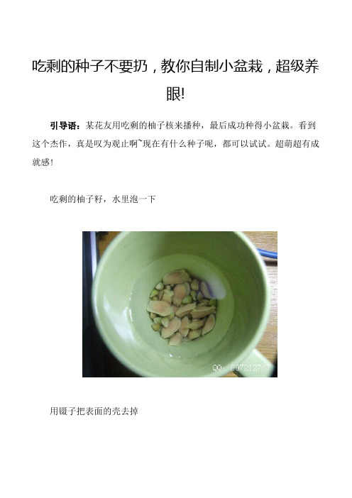吃剩的种子不要扔,教你自制小盆栽,超级养眼!