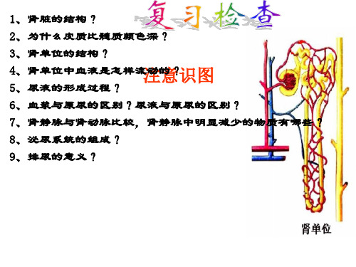 汗液的形成和排除