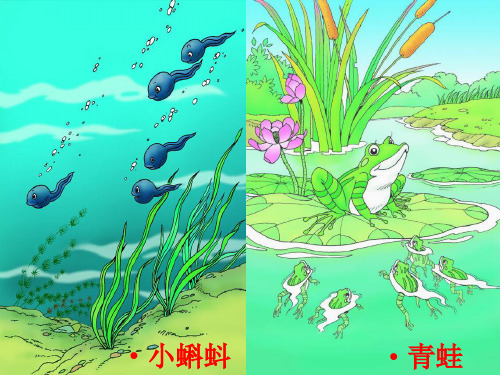 《小蝌蚪找妈妈》ppt完美课件人教部编版语文2