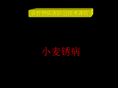 小麦锈病