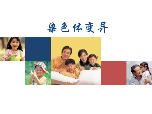 染色体变异说课 ppt课件