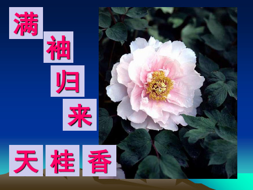 国花市花PPT课件