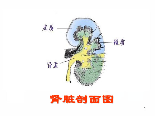 肾单位的结构ppt课件