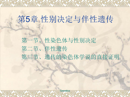 第5章 性别决定与伴性遗传