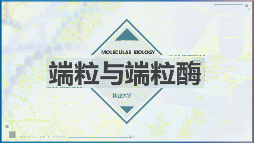 端粒与端粒酶