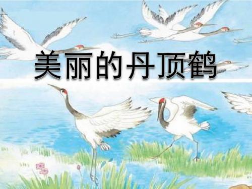 《美丽的丹顶鹤》PPT课件6