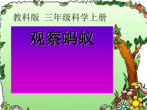 观察蚂蚁 课件(教科版科学三年级上册)