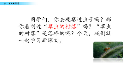 五年级下册语文课件-10 草虫的村落_语文S版(共40张PPT)