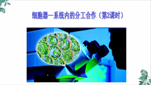 细胞器课件高三高考生物一轮复习