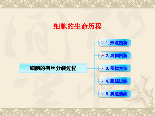 有丝分裂的过程专项复习(共19张PPT)