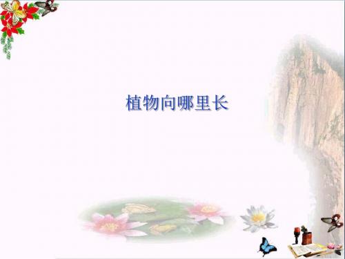 六年级科学上册植物向哪里生长ppt课件1青岛版