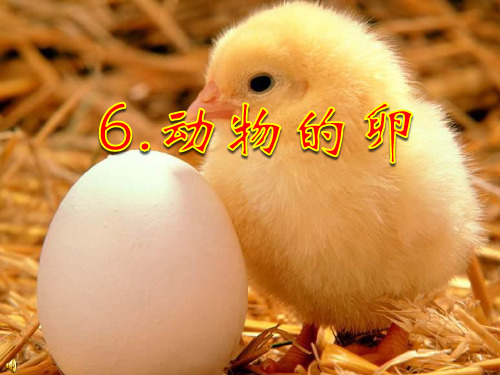 四年级下 动物的卵教科版ppt