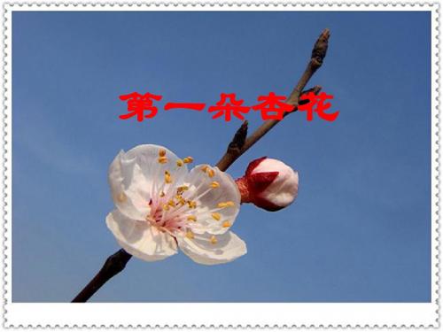 苏教版四年级下册第一朵杏花ppt