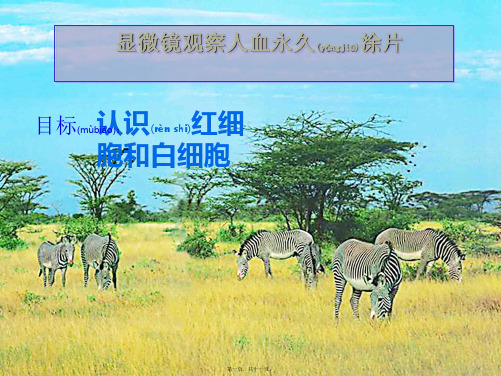 七年级生物下册《显微镜观察人学永久涂片》课件
