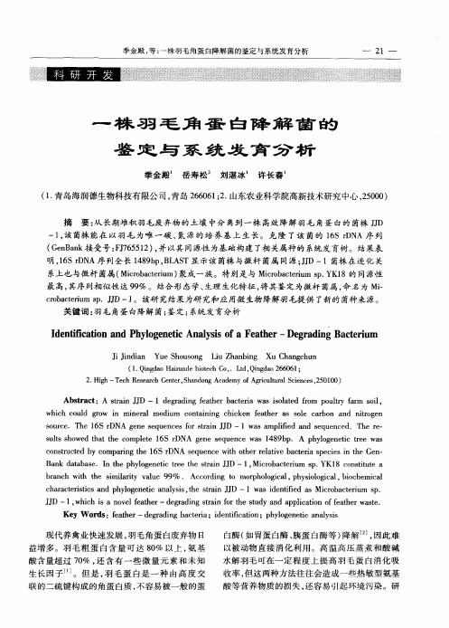 一株羽毛角蛋白降解菌的鉴定与系统发育分析