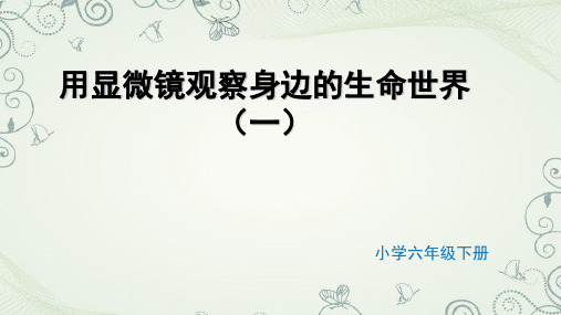 六年级【下】册科学-用显微镜观察身边的生命世界(一)教科版(12张ppt)公开课课件
