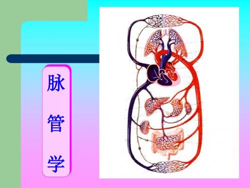 17脉管学总论、血管壁组织结构、心