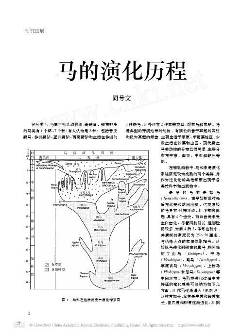 马的演化历程