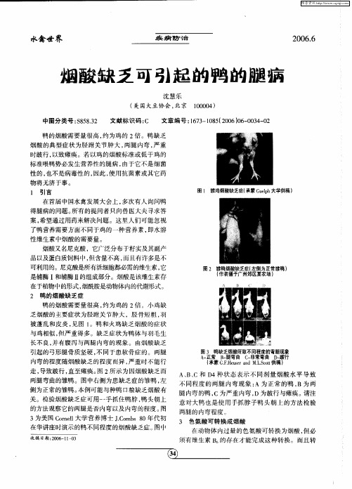 烟酸缺乏可引起的鸭的腿病