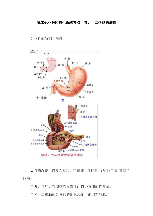 临床执业医师消化系统考点：胃、十二指肠的解剖