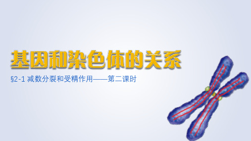 减数分裂和受精作用(第2课时)高一生物课件(人教版2019必修2)