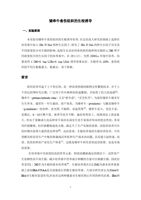 矮牵牛组织培养