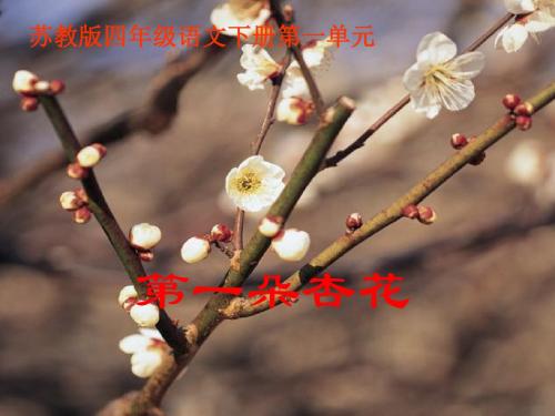 小学四年级下学期语文《第一朵杏花》PPT课件
