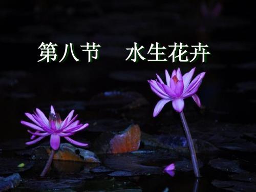 I水生花卉