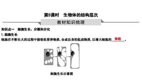 2023年生物中考一轮复习第5课时 生物体的结构层次(鲁科版)